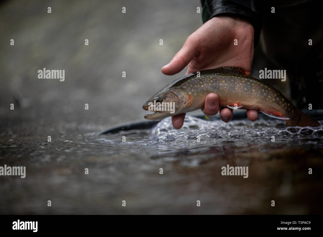 Bachforelle Shenandoah Nationalpark Stockfoto