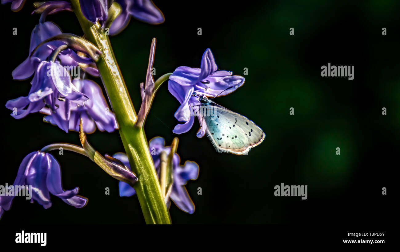 Frühling Bluebells, (Hyacinthiodes non-scripta) mit Nahaufnahme des kleinen blauen Schmetterling (Cupido minimus) verschwommen aus backgroung und Kopieren. Stockfoto