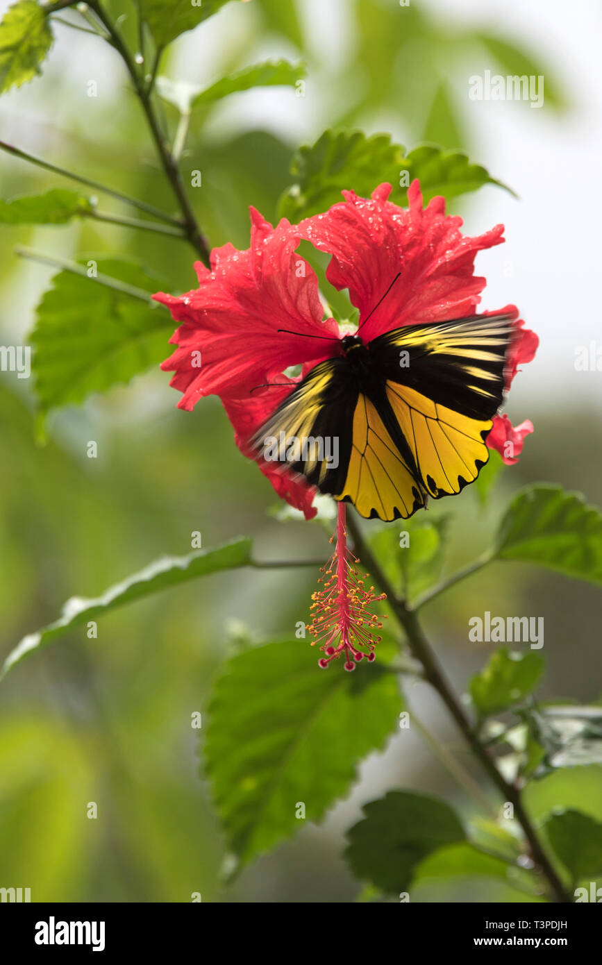 Schmetterling auf Hibiscus am Mt Kinabalu, Borneo Stockfoto