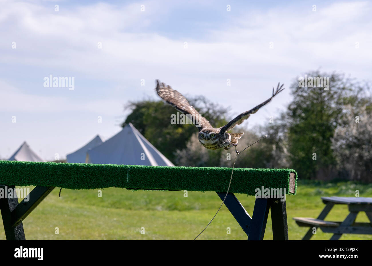 Kleine Eule Stockfoto