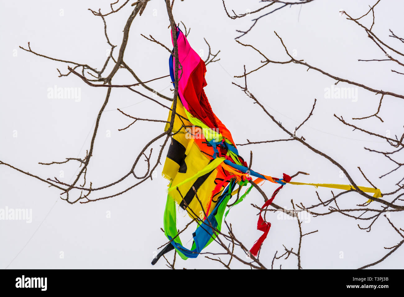 Bunte Drachen auf Ästen verfangen Stockfoto