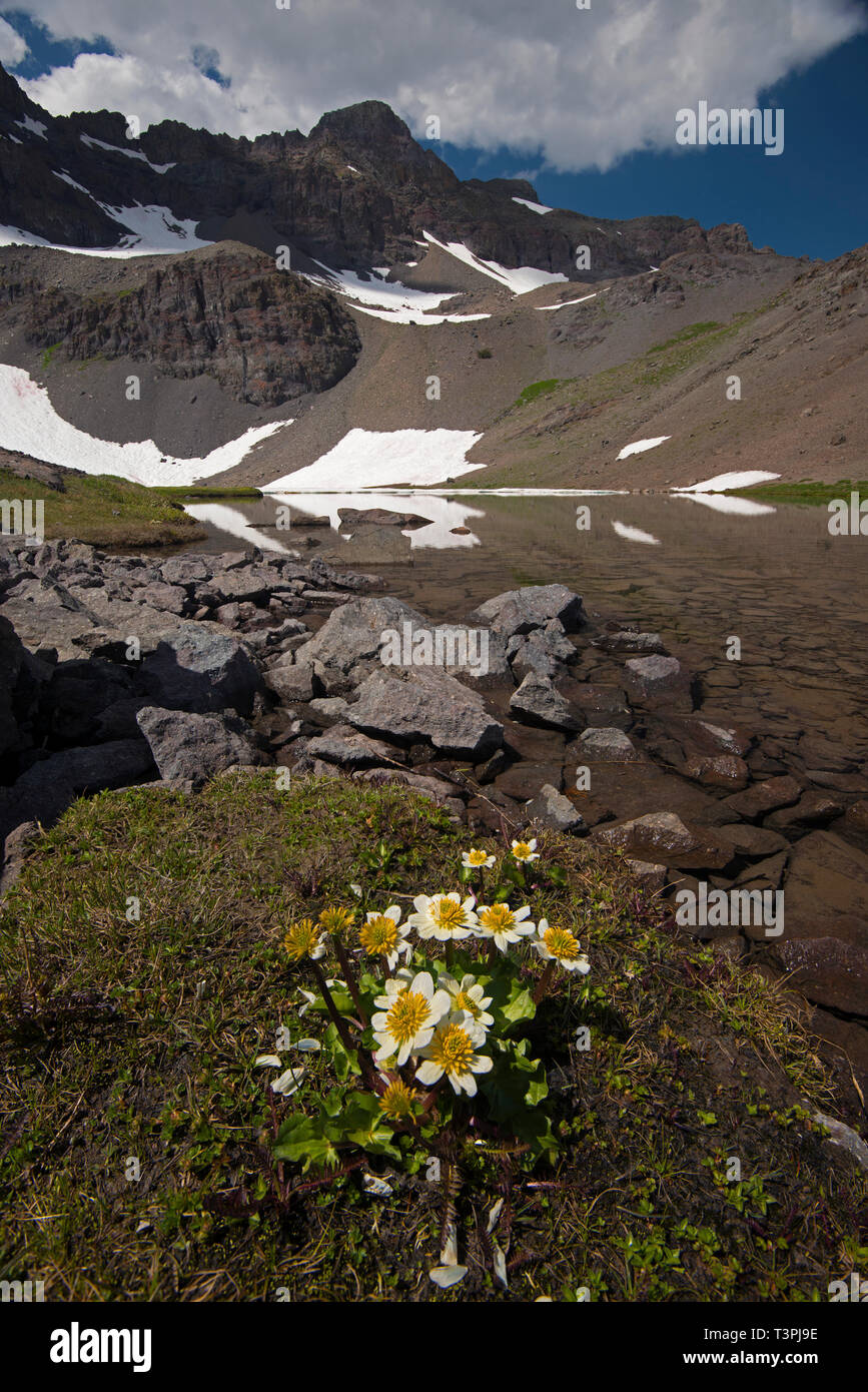 Ein Büschel marsh Ringelblumen hellt die Marge von Blue Canyon Lake im hohen Land in der Nähe von Sonora Pass. Stockfoto