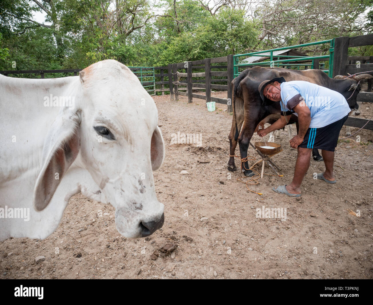 Eine Kuh Jungen gesehen Melken der Kuh. Kolumbianische Cowboys kümmert sich um die Kühe in der Region (Casanare, östlichen Kolumbien, zwischen der Ands, den Fluss Orinoco und der Grenze zu Venezuela. Dies sind die Ebenen und Weiden mit breite Flüsse und Sümpfe, eine Region der großen Artenvielfalt. Aber heutzutage, es ist in Gefahr, da der Klimawandel. Stockfoto