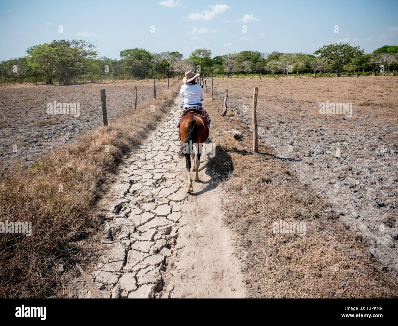 Cow boy gesehen, durch eine Gegend, die von Dürre betroffen. Kolumbianische Cowboys kümmert sich um die Kühe in der Region (Casanare, östlichen Kolumbien, zwischen der Ands, den Fluss Orinoco und der Grenze zu Venezuela. Dies sind die Ebenen und Weiden mit breite Flüsse und Sümpfe, eine Region der großen Artenvielfalt. Aber heutzutage, es ist in Gefahr, da der Klimawandel. Stockfoto