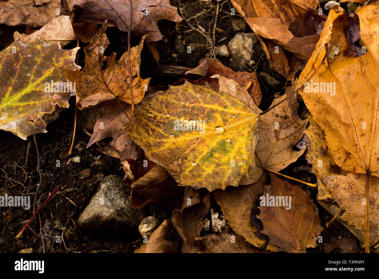 Detaillierte Nahaufnahme Foto der Blätter im Herbst in der freien Natur in New York konzentriert sich auf die Details der Wassertropfen auf den Blättern nach links nach Regenfällen. Stockfoto
