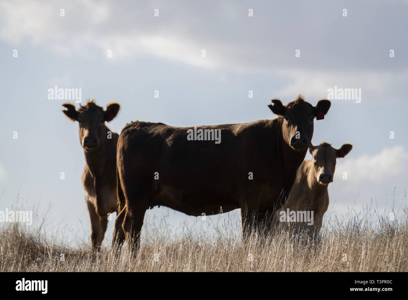 Gestüt Rinderbullen, Kühe und Kälber grasen im Südwesten von victoria, Australien. Rassen gehören gesprenkelt Park, murray grau. Stockfoto
