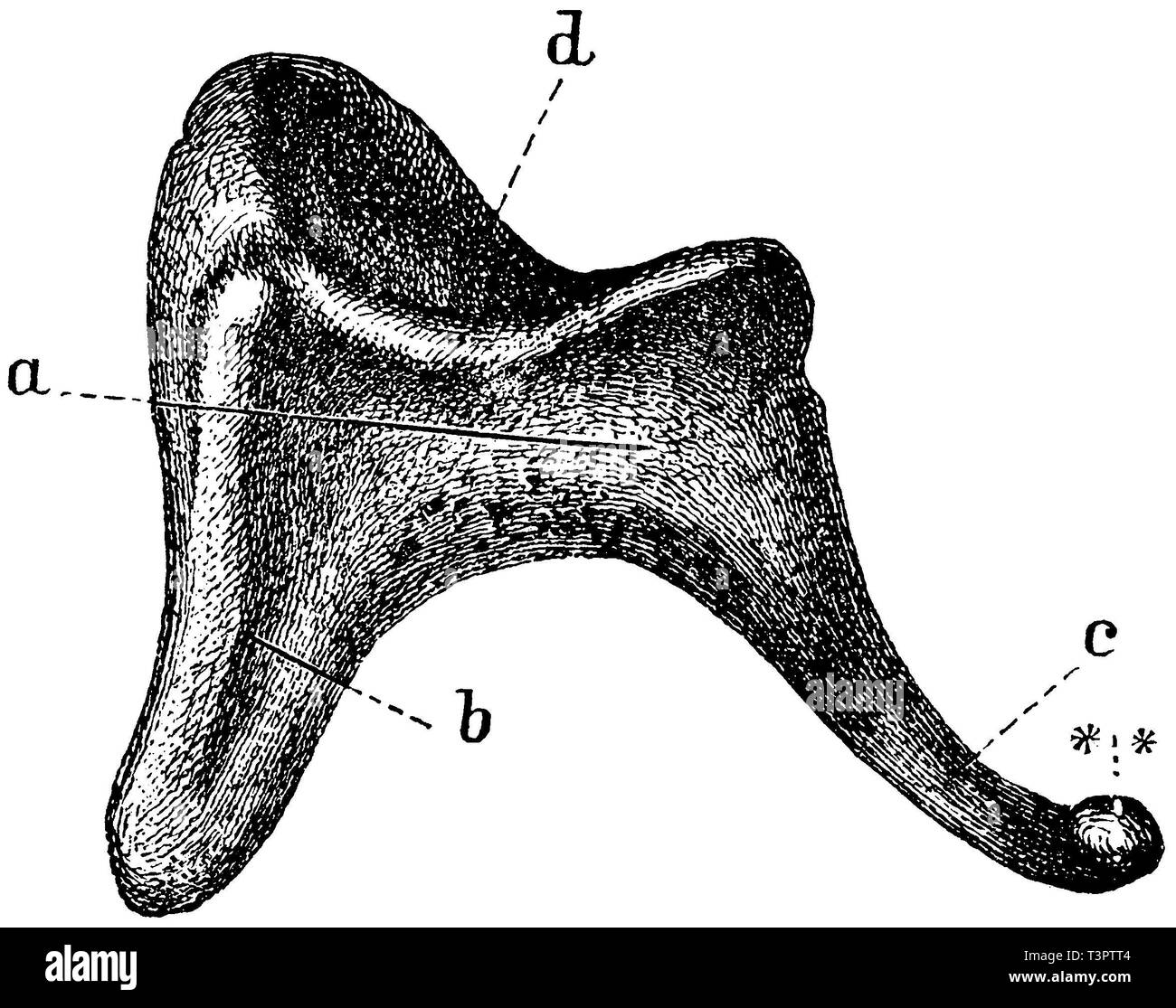 Ambos, a), b) c) langer Schenkel, d) Gelenkknorpel Oberfläche, ** lenticular Knochen, anonym 1887 Stockfoto