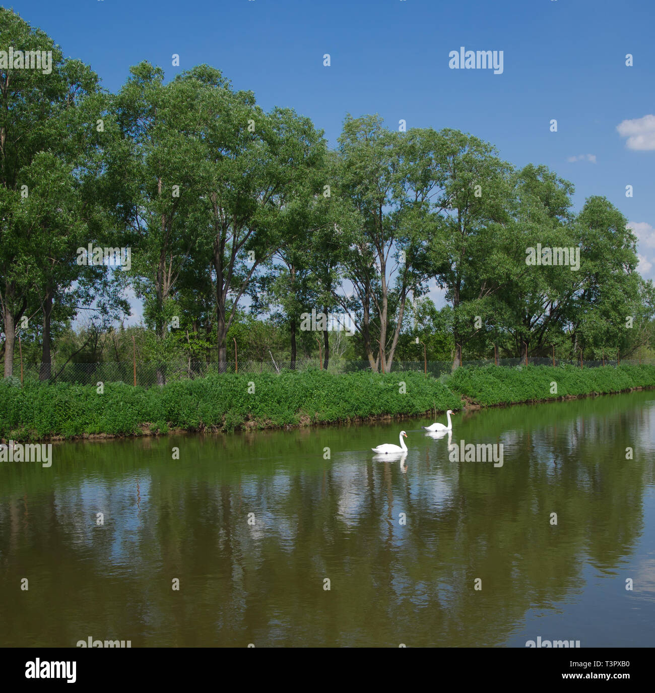 Zwei schöne weiße anmutige Schwäne auf dem Wasser schwimmend in einem Teich Stockfoto