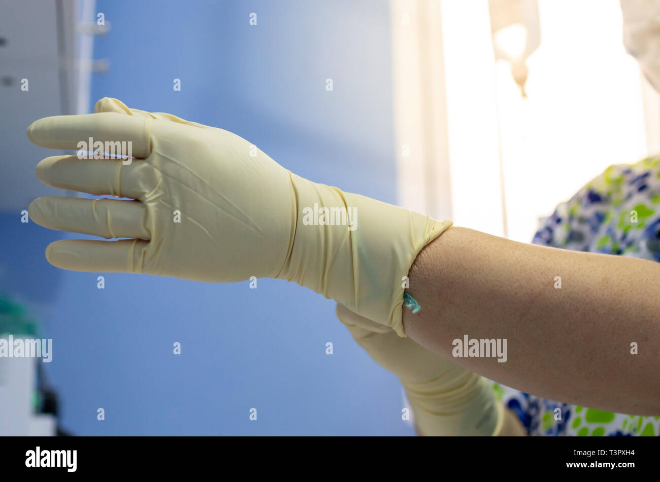 Sterile Handschuhe Platzierung von einem Tierarzt vor der Operation  Stockfotografie - Alamy