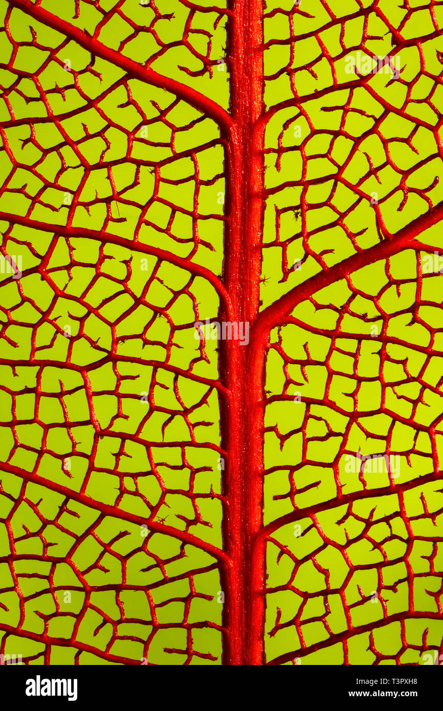 Skeletonised Baum Blätter mit Blatt Venenstruktur Stockfoto