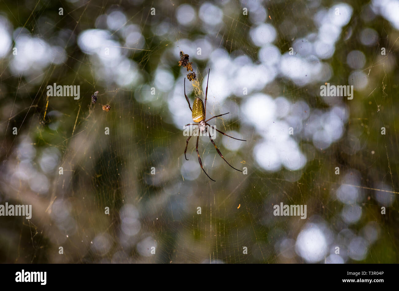 Seide net Spider in Paraguay. Stockfoto