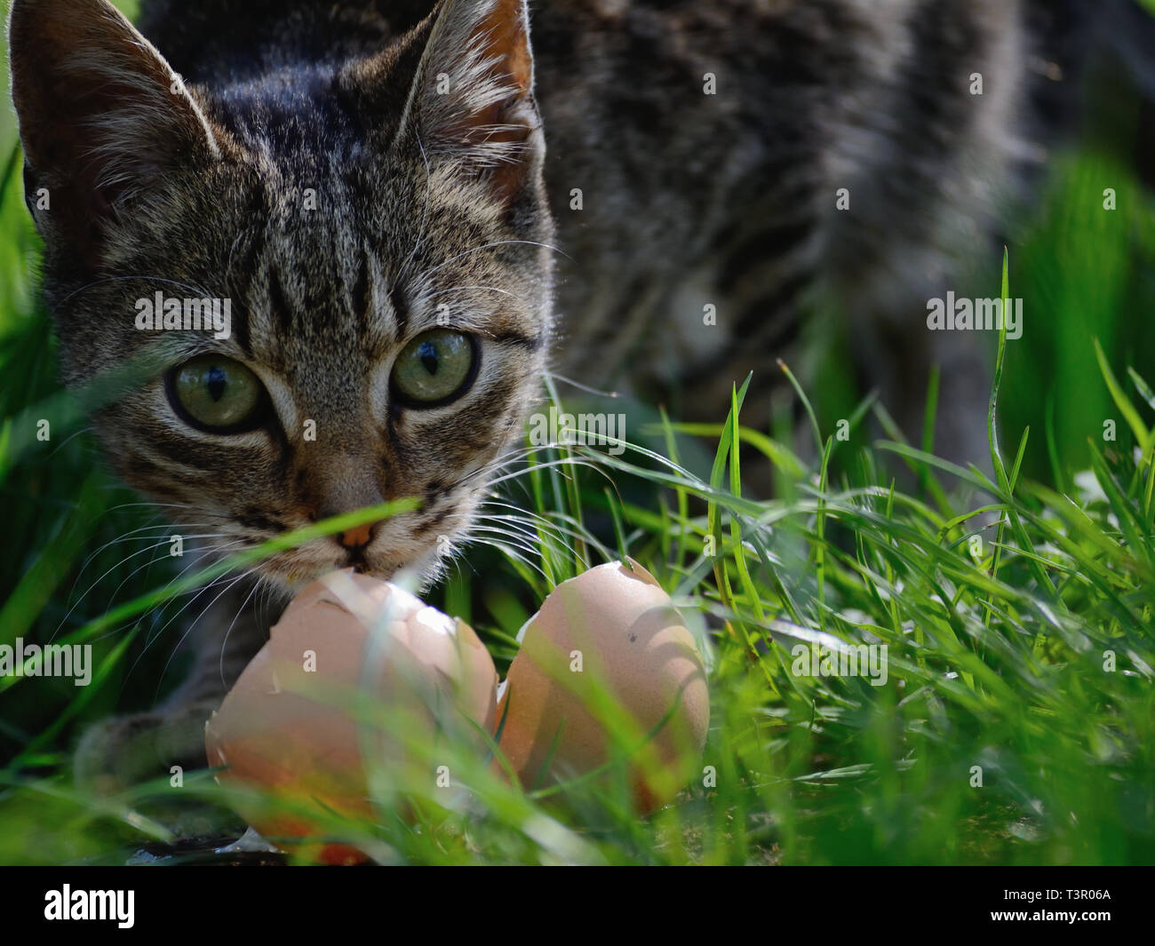 Katzen essen rohes Ei, Felis catus Stockfoto