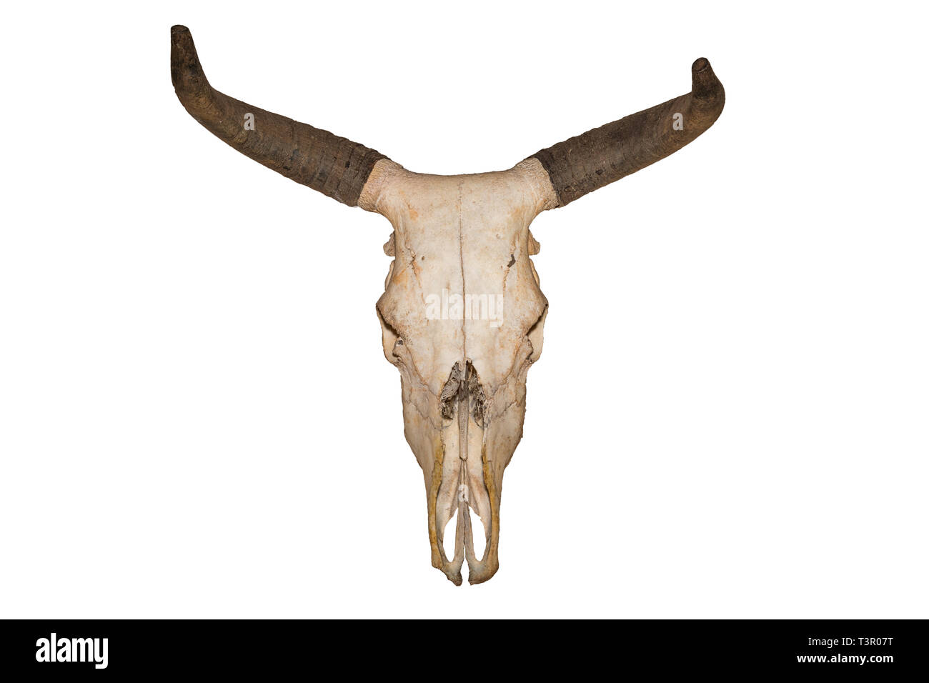 Kopf-Schädel von Bull isoliert auf weißem Hintergrund Stockfoto