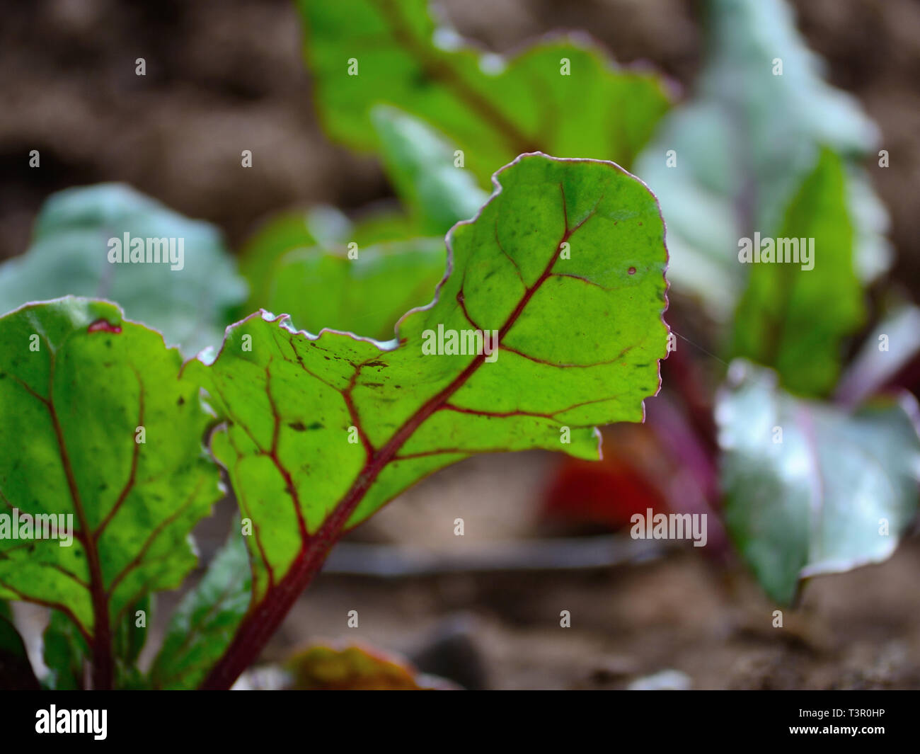 Mangold im Garten, Beta vulgaris subsp. vulgaris Stockfoto