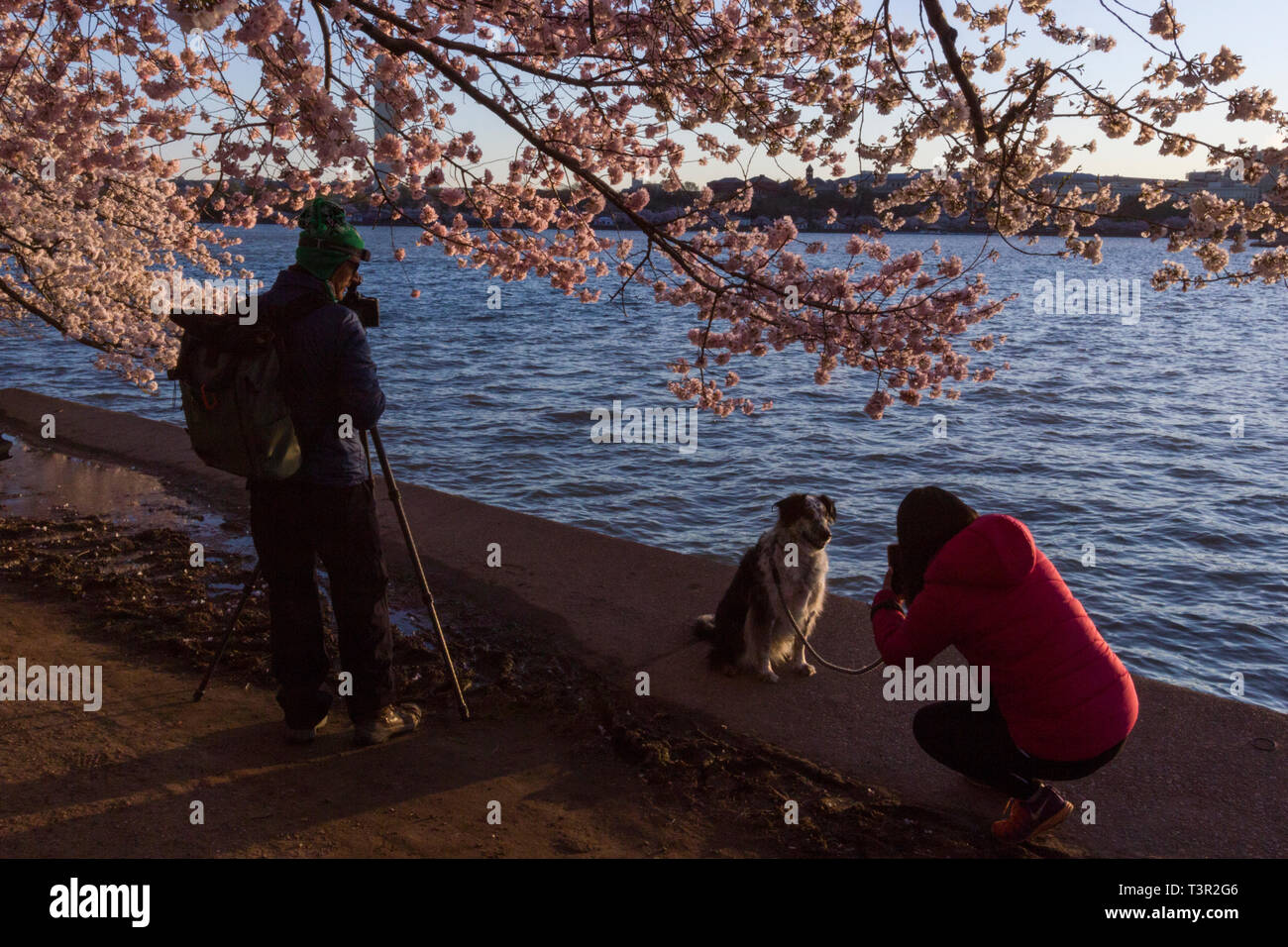 Eine Frau braucht ein Haustier Portrait von Ihrem Hund bei Sonnenaufgang während der Cherry Blossom Festival in Washington, D.C., während ein anderer das Jefferson Memorial schießt. Stockfoto