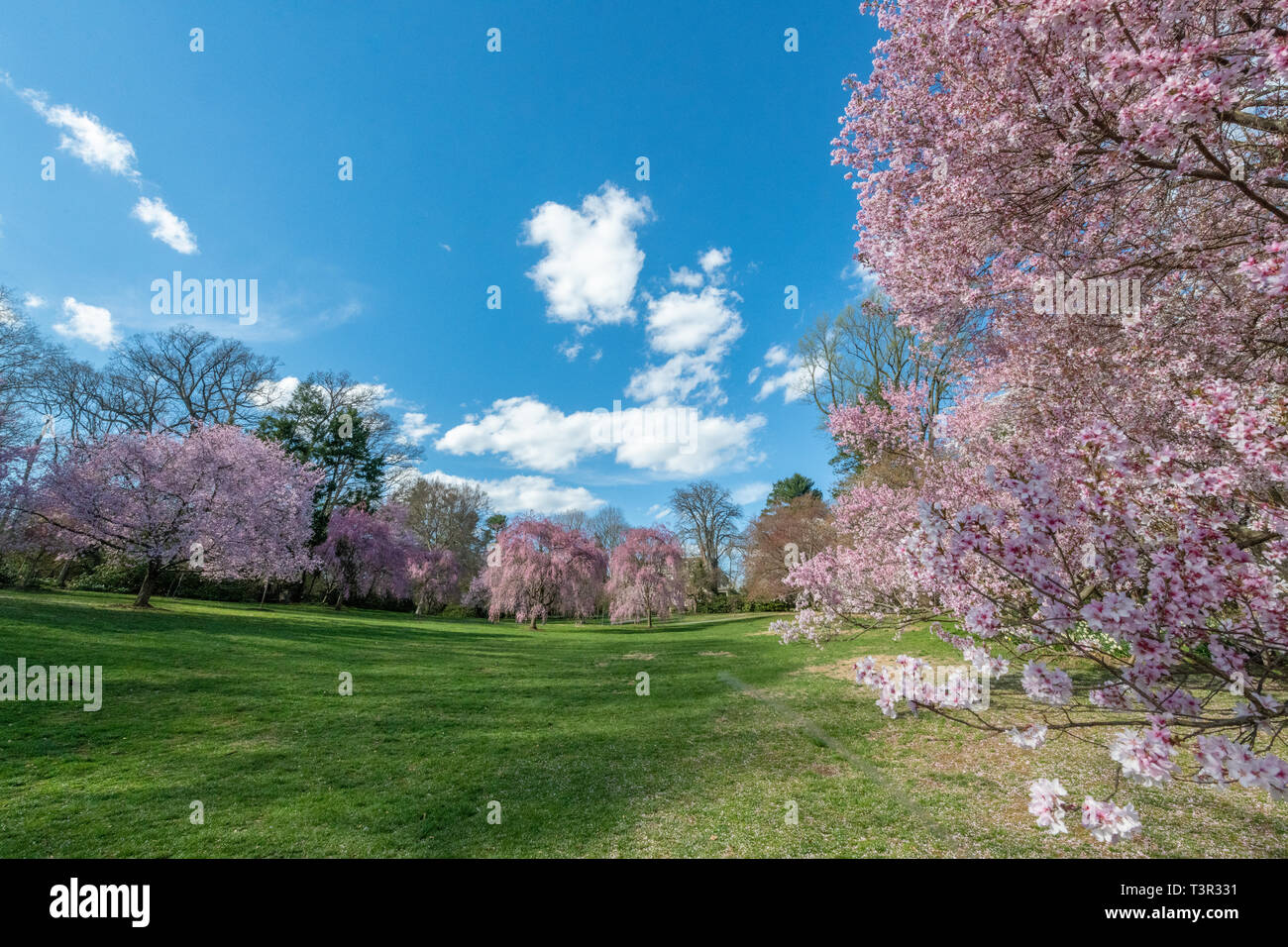 Kirschbaumblüten im Frühling - rosafarbene Blumen und weiße Blumen auf blühenden Bäumen gegen einen blauen Himmel - Osterblumen und Frühlingsblüten Prunus Stockfoto