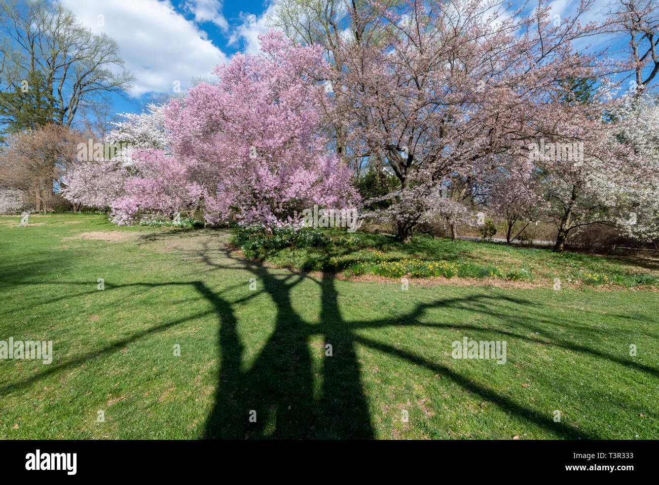 Kirschbaum Blüten im Frühling - rosa Blüten und weißen Blüten auf blühende Bäume vor blauem Himmel - Ostern Blumen und spring blossom USA Stockfoto