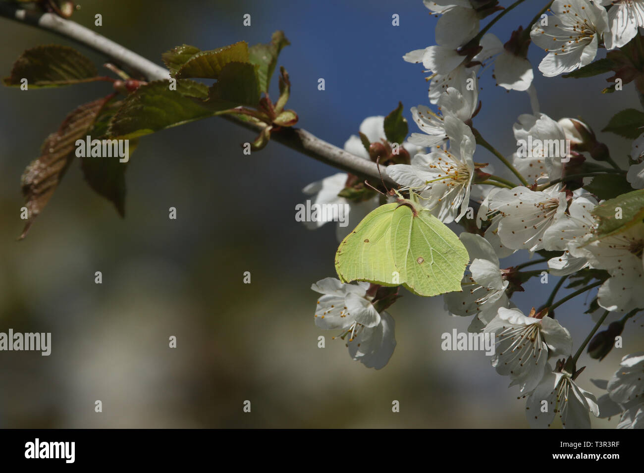 Eine atemberaubende Zitronenfalter (Gonepteryx rhamni) nectaring auf weißen Kirschblüten im Frühling. Stockfoto