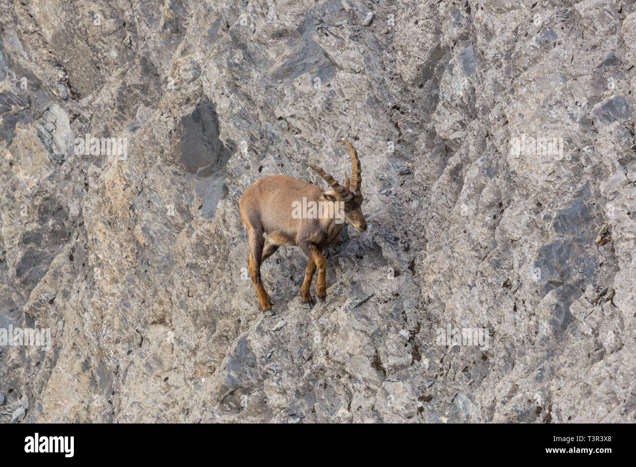 Eine natürliche Alpensteinbock Steinbock wandern in Rock scarp Stockfoto