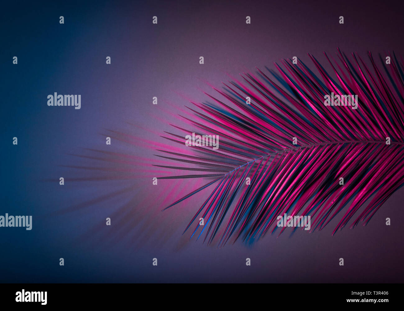 Hängenden Palmwedeln in Lila Neon Farben radialer Farbverlauf Hintergrund. Kreative tropischen Layout Stockfoto