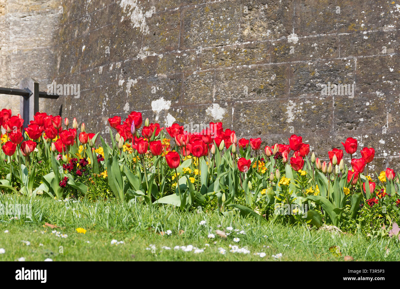Rote Tulpen (Tulipa) Blühende durch eine Wand im Frühjahr in West Sussex, UK. Stockfoto