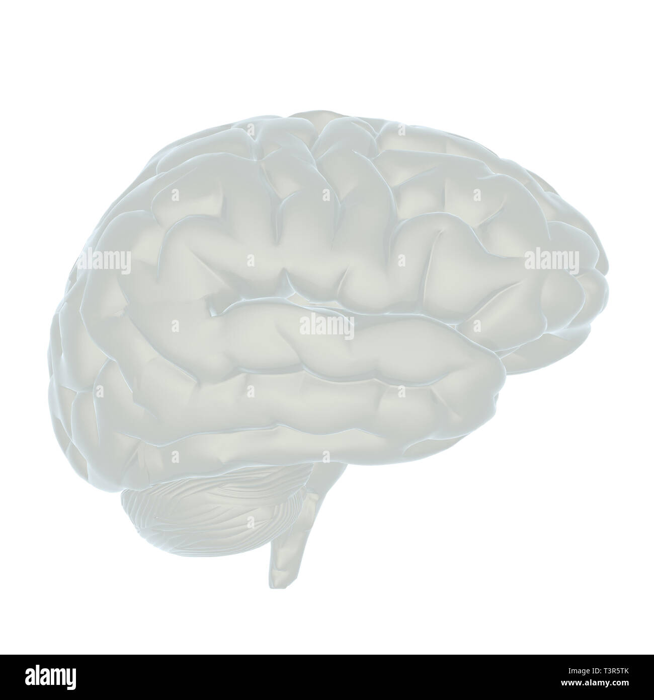 3D-Darstellung des menschlichen Gehirns Stockfoto