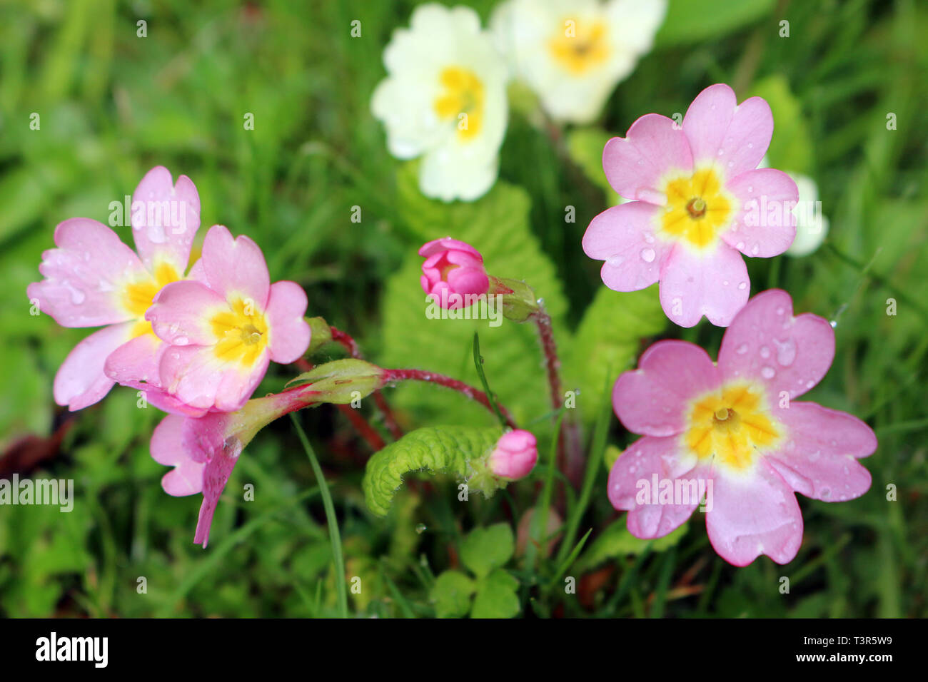 Rosa und Gelbe Primeln, Primula vulgaris Stockfoto