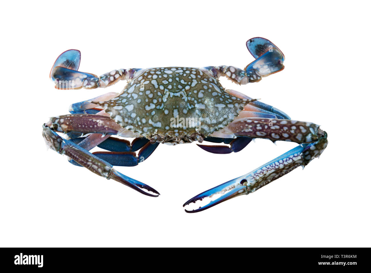 Frische Krabben, Blue crab auf weißem Hintergrund, Blüte crab Stockfoto