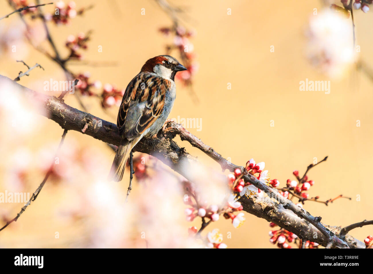 Schöne Spatz sitzt auf einem Ast unter den blühenden Aprikose Stockfoto