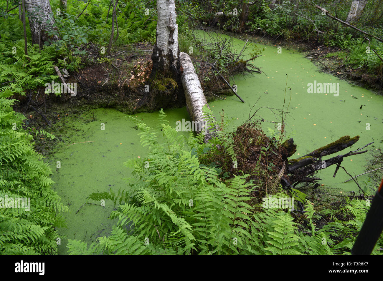 Sumpfige nasser Sommer Birke Wald und grünen Teich Wasser mit Wasserlinsen Stockfoto