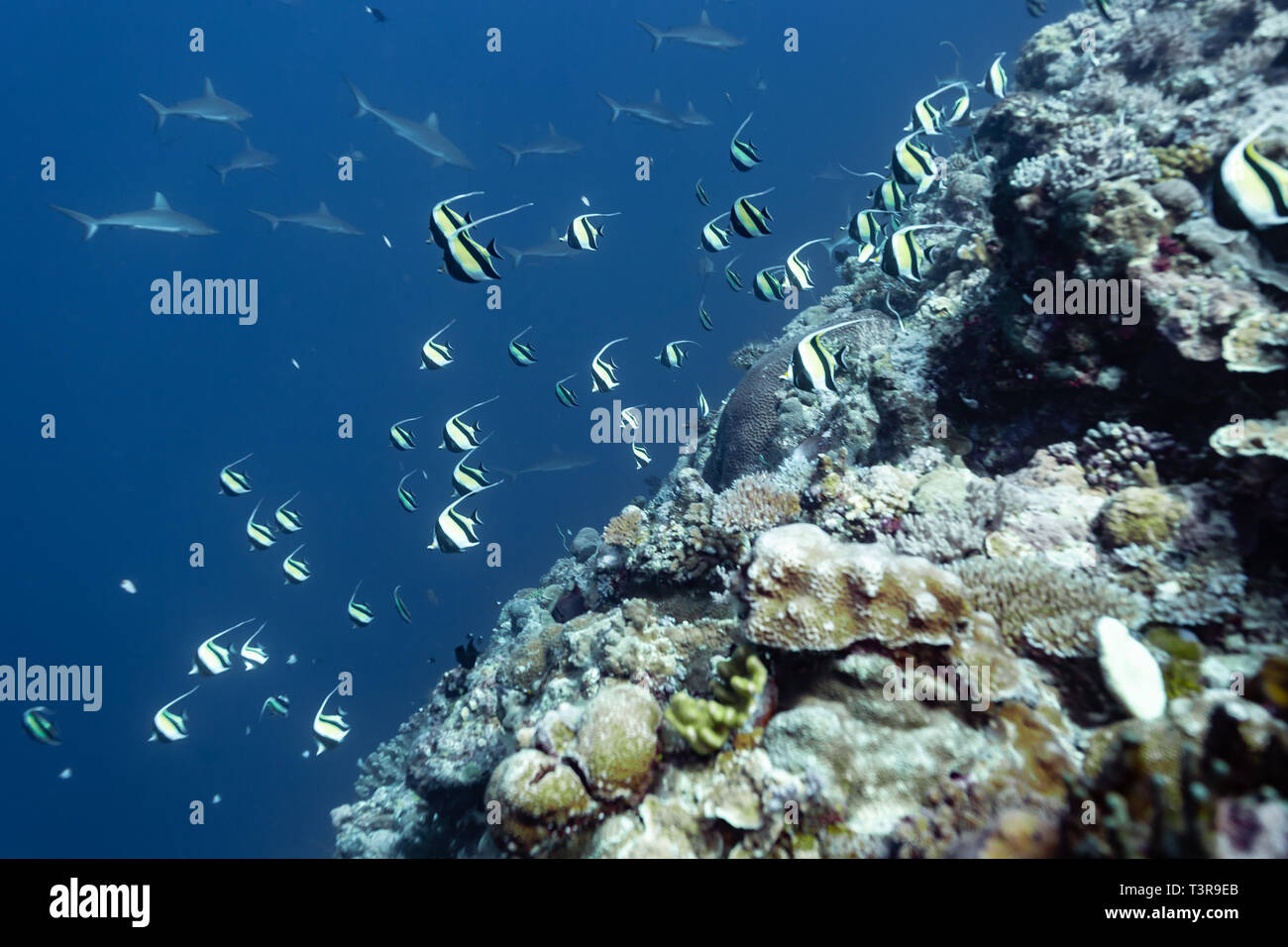 Maurische Götzen Swirl in einer Schule über die Coral Reef Kante Stockfoto