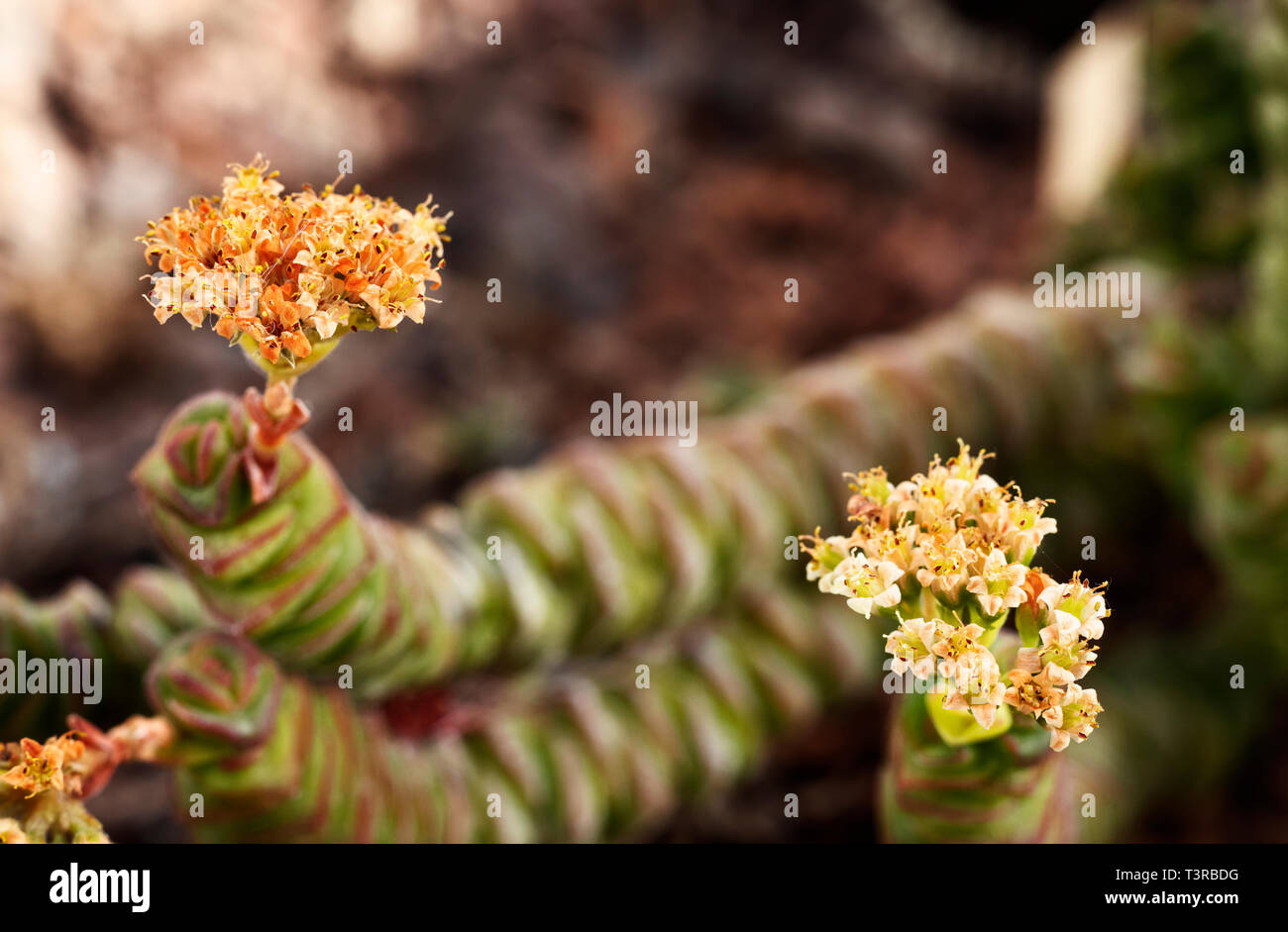Blumen der Crassula marneriana auch als Jade Halskette oder chinesische Pagode, eine sukkulente Pflanze mit dicken grünen abgerundete Blätter und gelbe Blumen Stockfoto