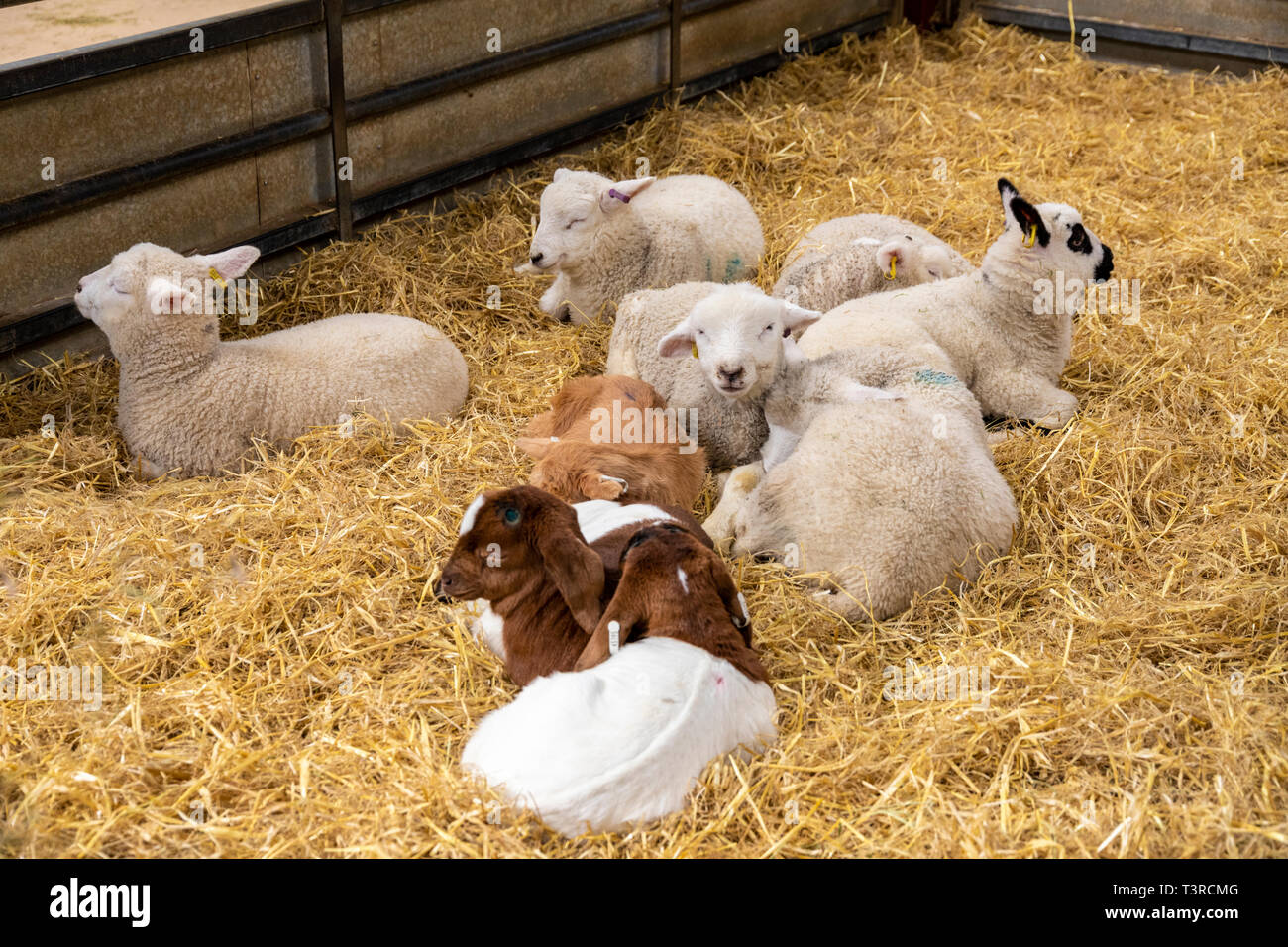 Junge Lämmer und Zicklein im Cotswold Farm Park, Kineton, Gloucestershire, Großbritannien Stockfoto