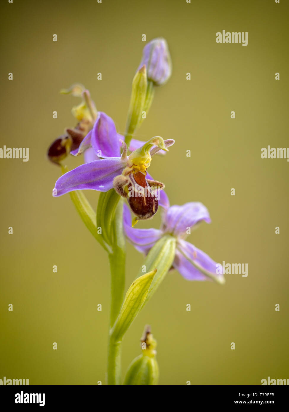 Bienen-ragwurz (Ophrys apifera) rosa Blüten mimicing humblebee Insekten die Blume zu polinate. Auf verschwommenes grün Hintergrund Stockfoto