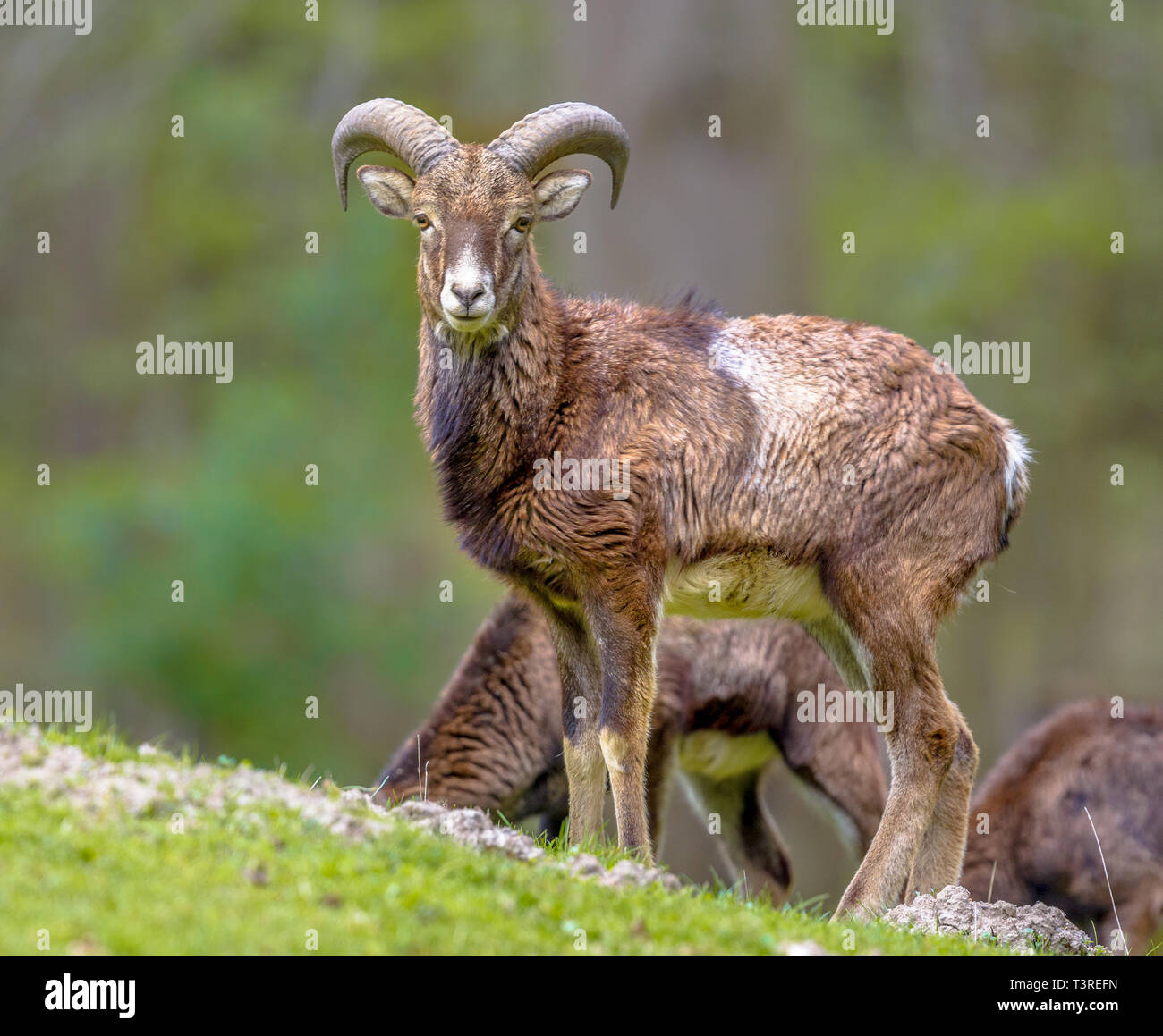 Vorderansicht der männlichen Mufflon (Ovis gmelinii) Schaf Stehend auf einem Hügel im Wald und Kamera mit Augenkontakt Stockfoto