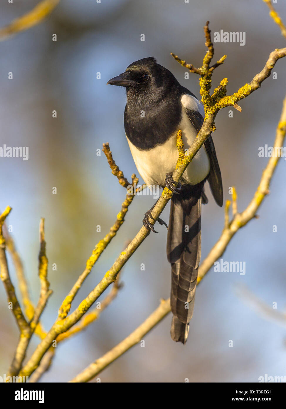 Eurasian magpie oder gemeinsamen Magpie (Pica Pica) in die Kamera blickt auf Zweig beleuchtet durch die untergehende Sonne mit blauem Himmel im Hintergrund Stockfoto