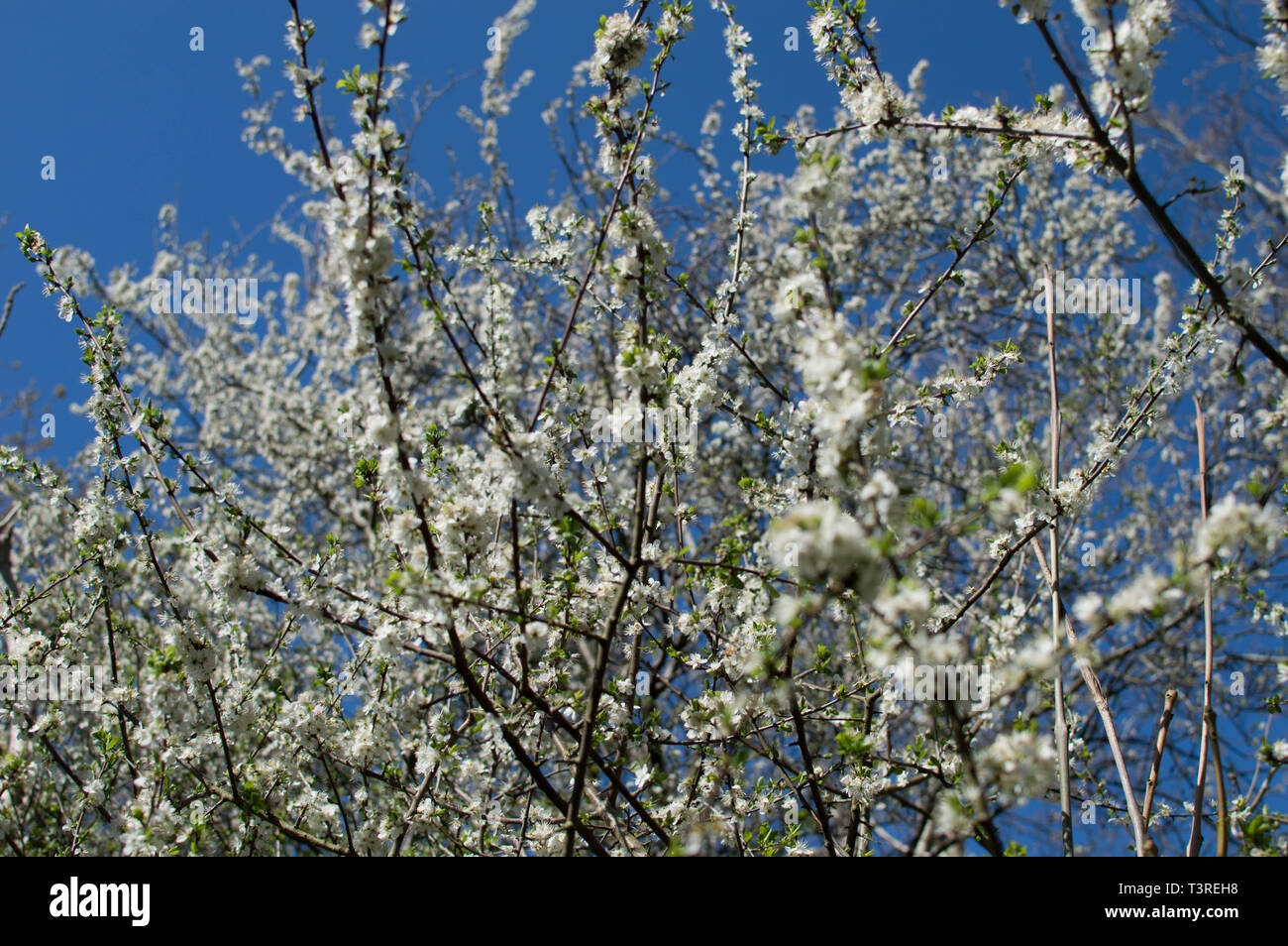 Sussex Frühjahr Spaziergang Uckfield und lokale Bereiche Stockfoto