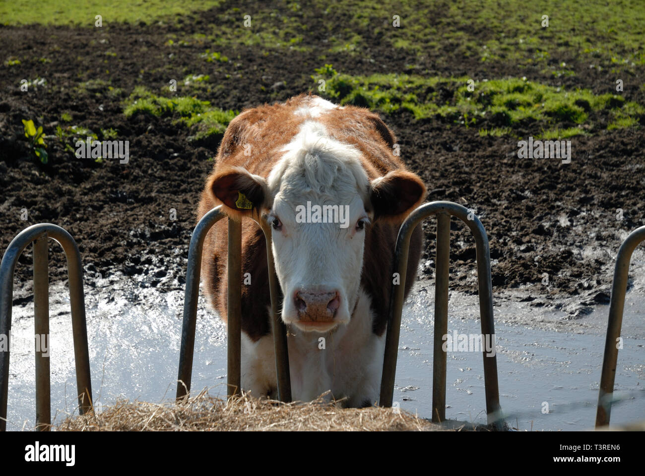 Kuh essen Stroh, die aus einer Zuführung in Wotton-under-Edge, Gloucestershire Stockfoto