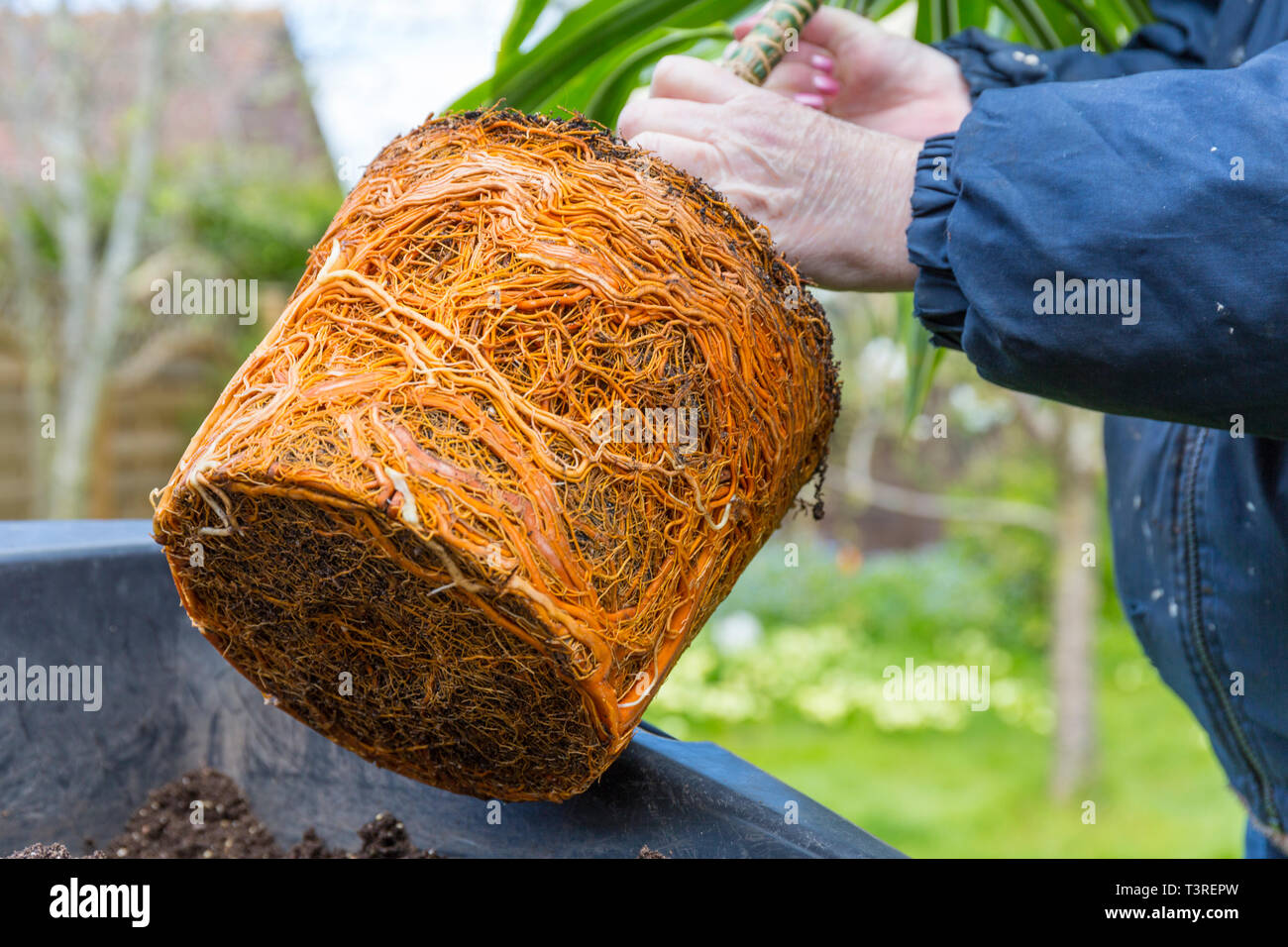 Wurzel gebunden oder Topf gebunden Dracaena Haus Anlage durch für Umtopfen. Stockfoto
