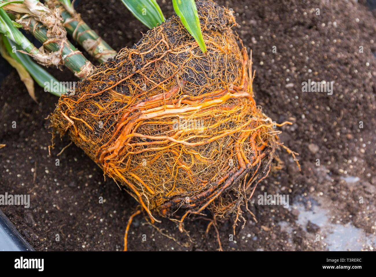 Wurzel gebunden oder Topf gebunden Dracaena Haus Anlage durch für Umtopfen. Stockfoto