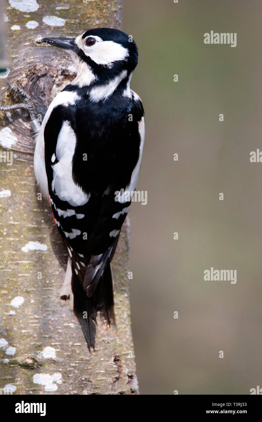Buntspecht, Dendrocopos major, niedrige Scheunen Naturschutzgebiet Stockfoto