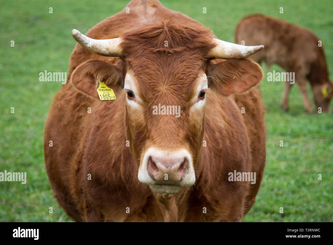 Die Freilandhaltung Limousin Rinder Stockfoto