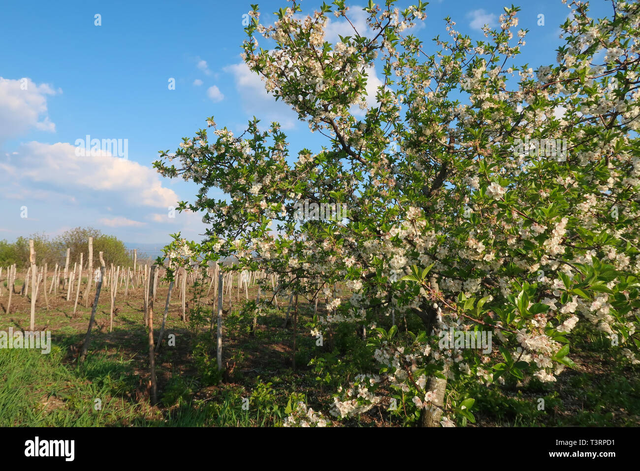 Frühling Cherry blossom Stockfoto