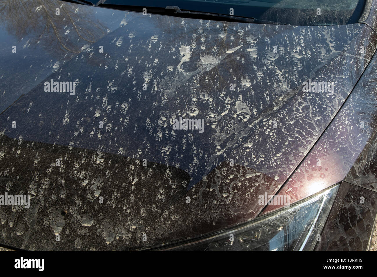 Spritzer von Schlamm auf der Motorhaube eines Autos Stockfoto