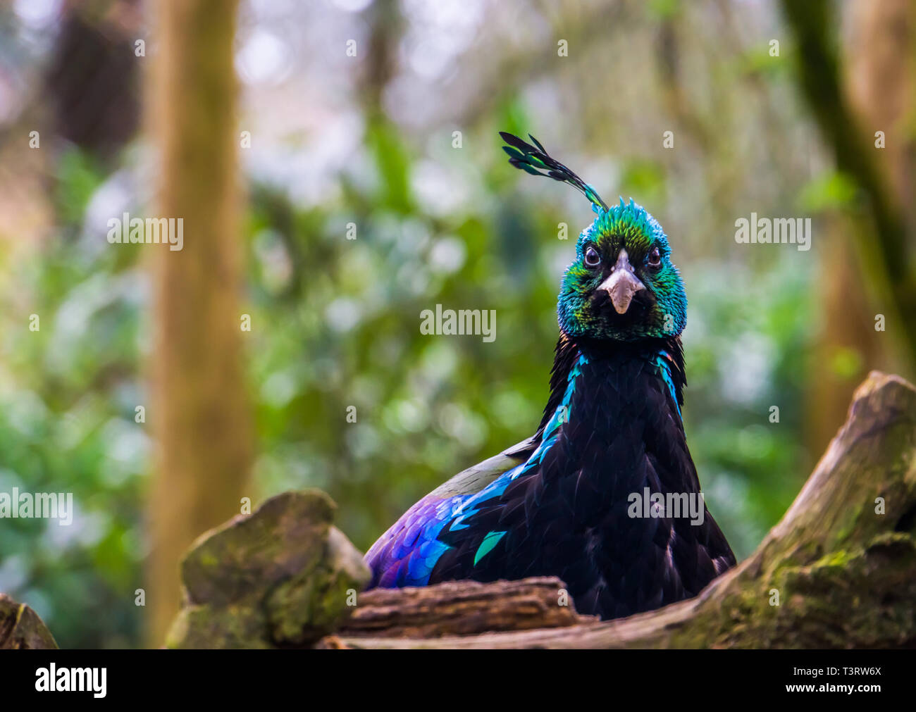 Das Gesicht einer männlichen impeyan Fasan in Nahaufnahme, bunter Vogel mit glänzenden Federn, Tier aus dem Himalaya in Indien Stockfoto