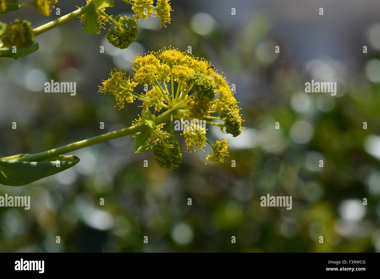 Nahaufnahme eines riesigen Fenchel Blütenkopf, Ferula Communis, Natur, Makro Stockfoto