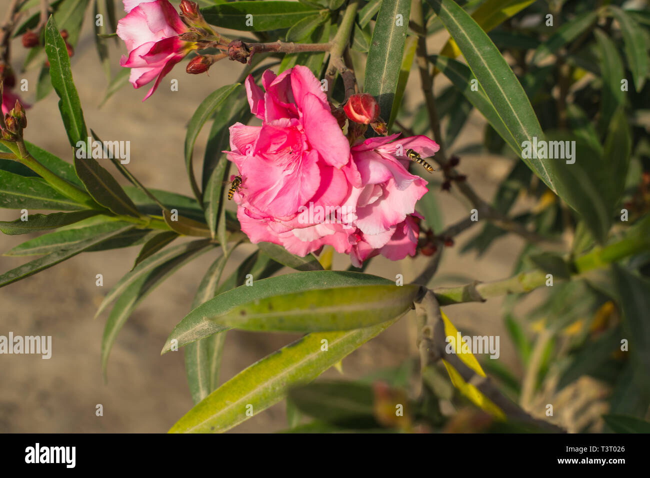 In der Nähe von Insekten fliegen auf eine rosa Blume mit unscharfem Hintergrund. Stockfoto