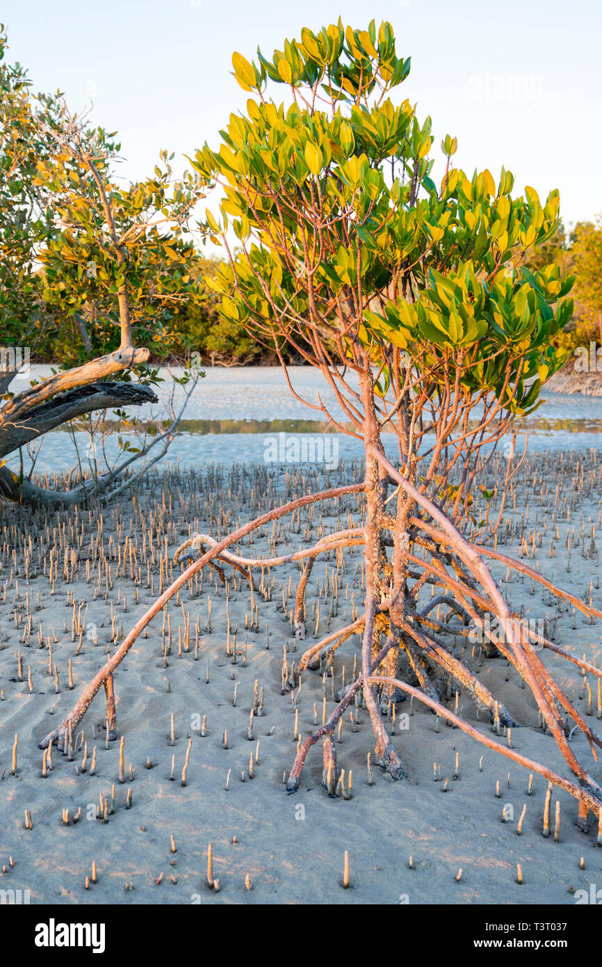 Stelzenläufer verwurzelt Mangrove (Rhizophora Stylosa) wächst auf sandigen Wattflächen in Port Smith Western Australia Stockfoto