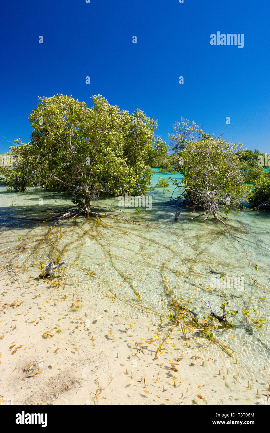 Mangroven wachsen auf sandigen Wattflächen in Port Smith Western Australia Stockfoto