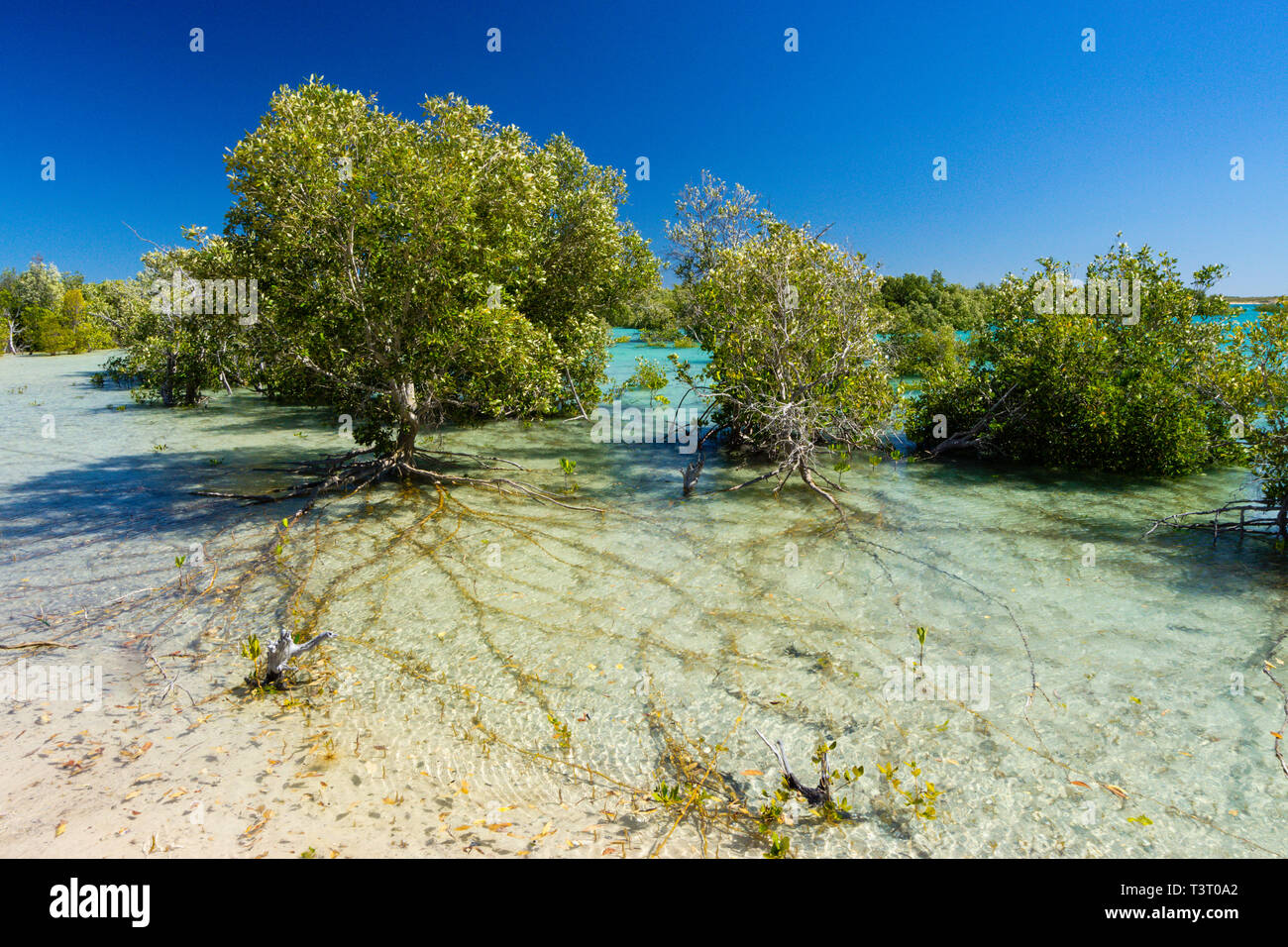 Mangroven wachsen auf sandigen Wattflächen in Port Smith Western Australia Stockfoto